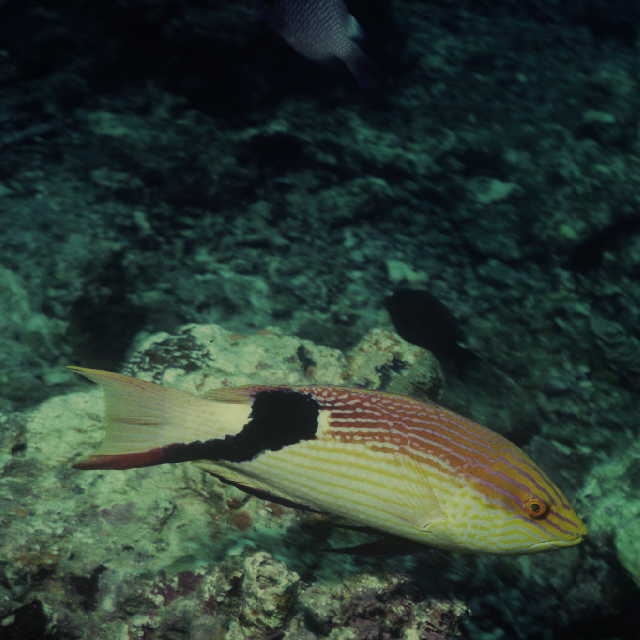 Bodianus loxozonus